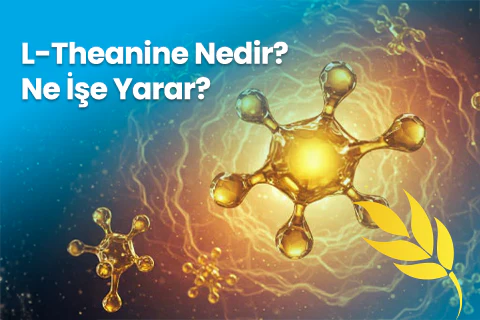 L-Theanine Nedir? Ne İşe Yarar?