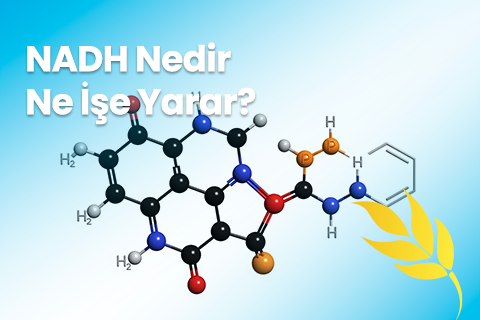 NADH Nedir? Ne İşe Yarar?