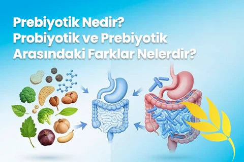 Prebiyotik Nedir? Probiyotik ve Prebiyotik Arasındaki Farklar Nelerdir?