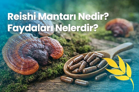 reishi mantarı nedir? Reishi mantarı faydaları nelerdir?