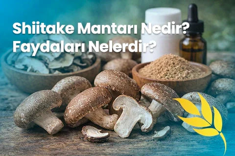 shiitake mantarı nedir