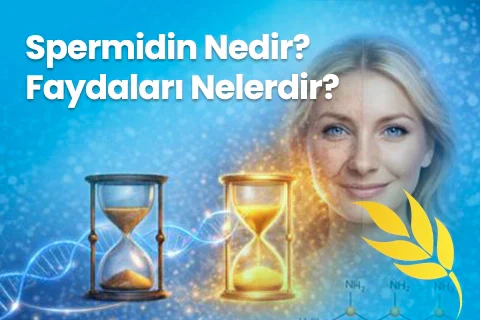 spermidin nedir ne işe yarar
