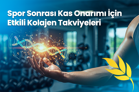Spor Sonrası Kas Onarımı İçin Etkili Kolajen Takviyeleri