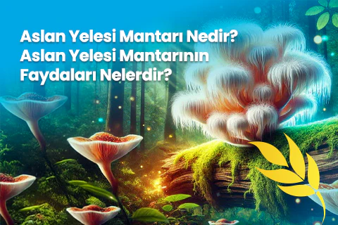 Aslan Yelesi Mantarı Nedir? Aslan Yelesi Mantarının Faydaları Nelerdir?