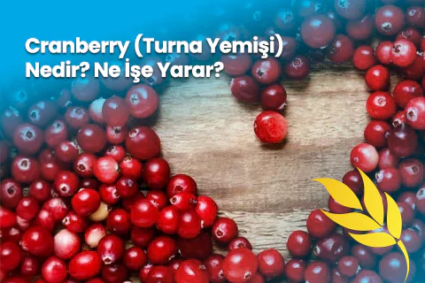 Cranberry (Turna Yemişi) Nedir? Ne İşe Yarar?