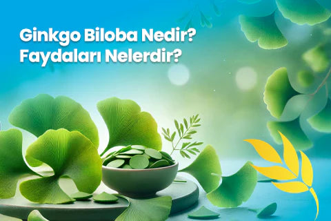 Ginkgo Biloba Nedir? Faydaları Nelerdir?