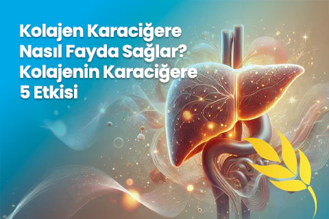 Kolajen Karaciğere Nasıl Fayda Sağlar? Kolajenin Karaciğere 5 Etkisi