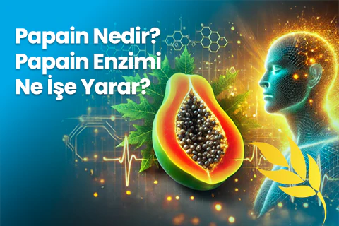 Papain Nedir? Papain Enzimi Ne İşe Yarar?
