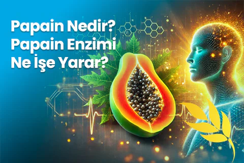 Papain Nedir? Papain Enzimi Ne İşe Yarar?