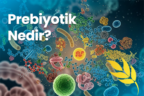 Prebiyotik Nedir? Probiyotik ve Prebiyotik Arasındaki Farklar Nelerdir?
