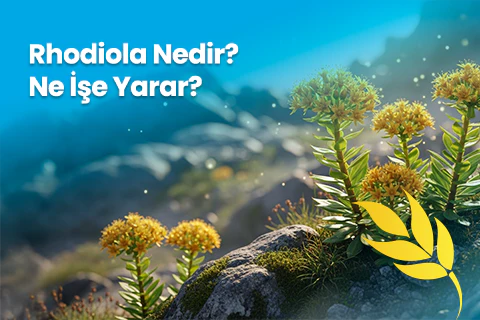 Rhodiola Nedir? Ne İşe Yarar?