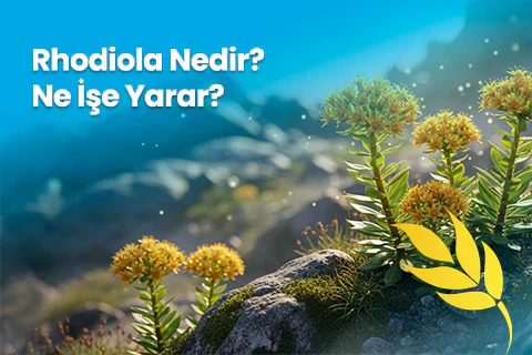 Rhodiola Nedir? Ne İşe Yarar?