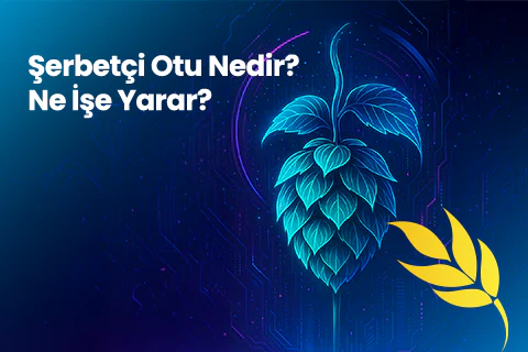 Şerbetçi Otu Nedir? Ne İşe Yarar?